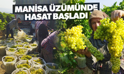 Manisa'da üzüm hasadı başladı