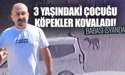 3 yaşındaki çocuğu köpekler kovaladı!