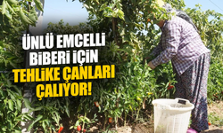 Ünlü Emcelli Biberi yok oluyor