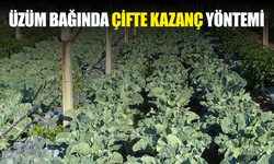 Üzüm bağında sebze üretimiyle çifte kazanç
