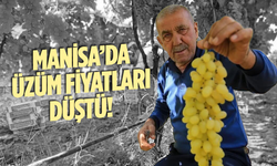 Manisa'da üzüm fiyatları dibe vurdu