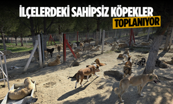 İlçelerdeki sahipsiz köpekler toplanıyor