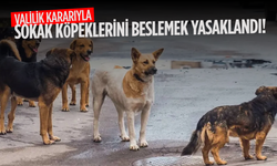 İstanbul Valiliği tarafından yayımlanan genelgeyle İstanbul'da sokak köpeklerini beslemek yasaklandı