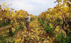 Kartpostallık görüntüler eşliğinde Sarıgöl’de budama çalışmaları sürüyor