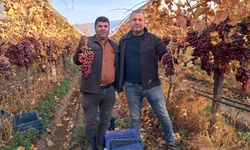 Yeni yılın üzümleri depodan değil bağdan