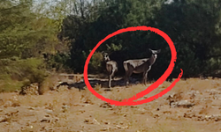 Kızıl geyikler aylar sonra Spil Dağı'nda yeniden görüntülendi