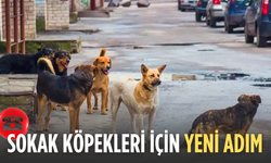 Manisa’da sahipsiz köpekler için 7/24 ihbar hattı