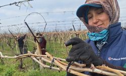 Sarıgöl Ovası'ndaki bağlarda hummalı çalışma