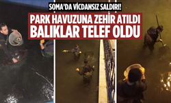 Soma’da park havuzu zehirlendi, balıklar telef oldu