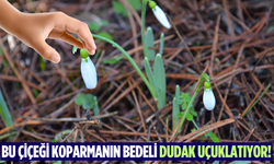 Bu çiçeği koparmanın bedeli dudak uçuklatıyor