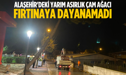 Alaşehir'deki yarım asırlık çam ağacı fırtınaya dayanamadı