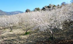 Manisa'da badem ağaçları çiçeklerle bezendi: Görsel şölen dronla görüntülendi