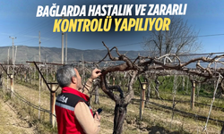 Bağlarda hastalık ve zararlı kontrolü yapılıyor