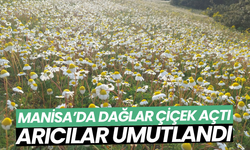 Dağlar çiçek açtı, arıcılar umutlandı