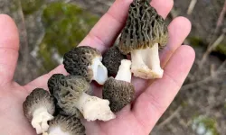 Manisa’da kuzugöbeği sezonu başladı