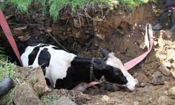 Manisa'da kuyuya düşen 7 aylık gebe inek kurtarıldı