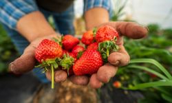 Köprübaşı çileği bu sene de çiftçinin yüzünü güldürdü