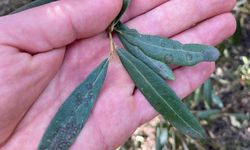 Salihli'de 'Halkalı leke' uyarısı