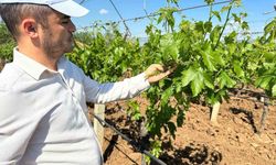 Sarıgöl bağlarında 3K hamlesi