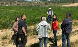 Sarıgöl'de incir hamlesi