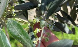 Zeytin üreticileri pamuklu bit zararlısına karşı uyarıldı