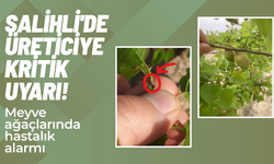 Salihli'de üreticiye kritik uyarı! Meyve ağaçlarında hastalık alarmı
