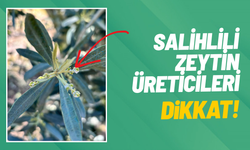 Salihli'de zeytin üreticilerine 'Zeytin Pamuklu Biti' uyarısı