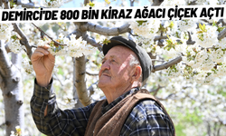 Demirci'de 800 bin kiraz ağacı çiçek açtı