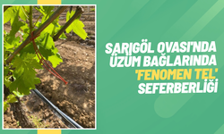 Sarıgöl Ovası'nda üzüm bağlarında 'Fenomen Tel' seferberliği
