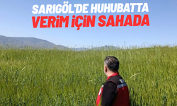 Sarıgöl'de huhubatta verim için ekipler sahada