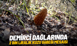Demirci dağlarında 2 bin liralık kuzu göbeği mesaisi