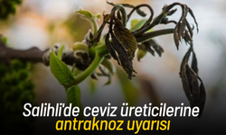 Salihli'de ceviz üreticilerine antraknoz uyarısı