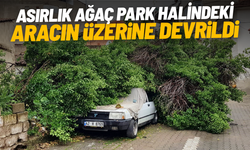 Asırlık ağaç park halindeki aracın üzerine devrildi