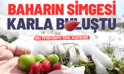 İki mevsim tek karede