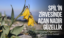 Spil'in zirvesinde açan nadir güzellik
