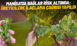 Manisa'da bağlar risk altında: Üreticilere ilaçlama çağrısı yapıldı