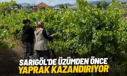 Sarıgöl'de üzümden önce yaprak kazandırıyor