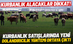 Kurbanlık satışlarında yeni dolandırıcılık yöntemi ortaya çıktı