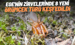 Ege'nin zirvelerinde 8 yeni örümcek türü keşfedildi