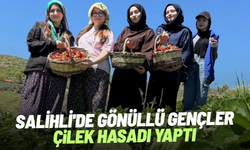 Salihli'de gönüllü gençler çilek hasadı yaptı