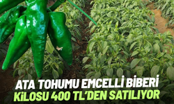 Ata tohumu Emcelli Biberi kilosu 400 TL'den satılıyor