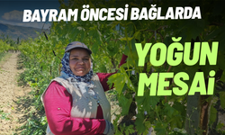 Bayram öncesi bağlarda yoğun mesai