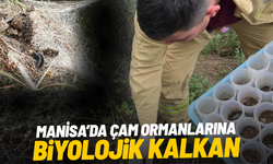 Çam ormanlarına biyolojik kalkan