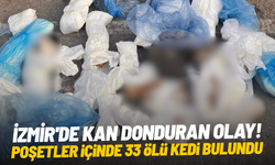 İzmir'de kan donduran olay: Poşetler içinde 33 ölü kedi bulundu