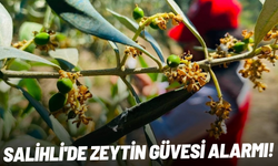Salihli'de zeytin güvesi alarmı