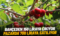 Bahçeden 150 liraya çıkıyor, pazarda 700 liraya satılıyor