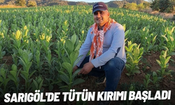 Sarıgöl'de tütün kırımı başladı