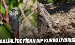 Salihli'de fidan dip kurdu uyarısı