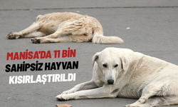 Manisa'da 11 bin sahipsiz hayvan kısırlaştırıldı