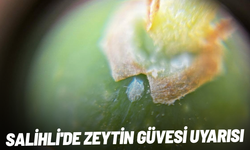 Salihli'de zeytin güvesi uyarısı